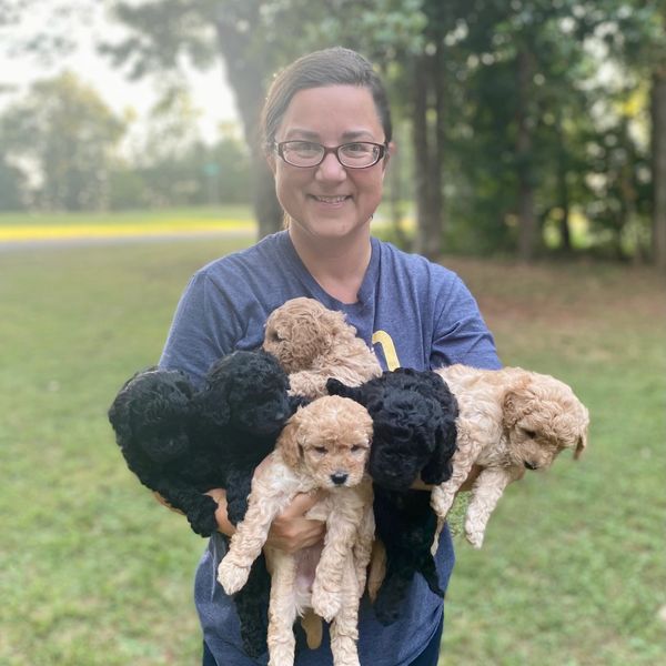 Toy Goldendoodles of Virginia, Goldendoodle Puppies for Sale