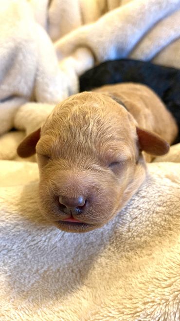 toy goldendoodle for sale toy goldendoodle puppies goldendoodle puppies for sale in va golden doodle