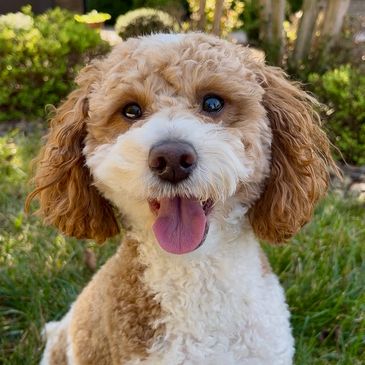 toy goldendoodle for sale toy golden doodle puppies goldendoodle puppies toy doodles sale
Virginia