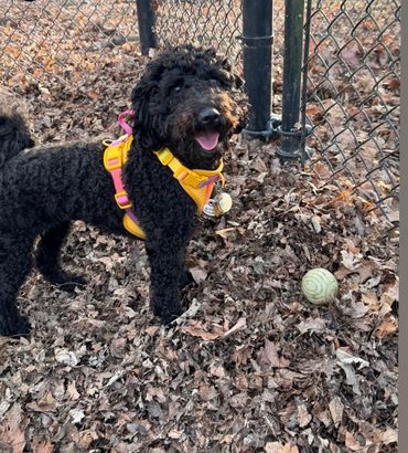 toy goldendoodle for sale toy golden doodle puppies goldendoodle puppies toy doodles sale Virginia