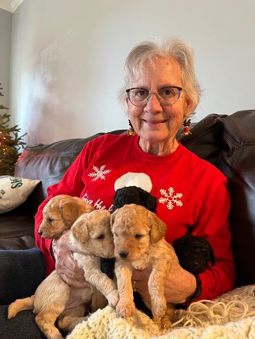 toy goldendoodle for sale toy golden doodle puppies goldendoodle puppies toy doodles sale Virginia