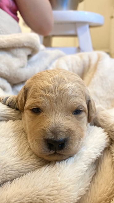 toy goldendoodle for sale toy goldendoodle puppies goldendoodle puppies for sale in va golden doodle
