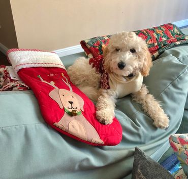 toy goldendoodle for sale toy goldendoodle puppies goldendoodle puppies for sale in va golden doodle
