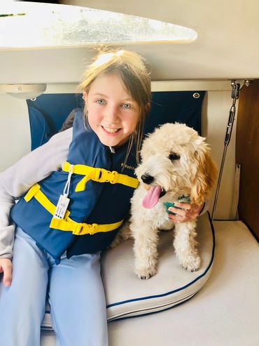 toy goldendoodle for sale toy goldendoodle puppies goldendoodle puppies for sale in va golden doodle