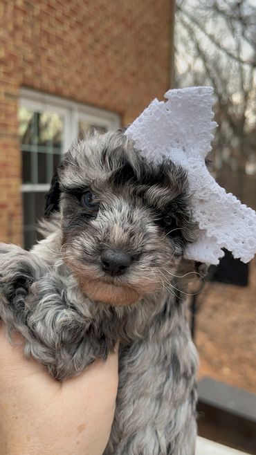 toy goldendoodle for sale toy golden doodle puppies goldendoodle puppies toy doodles sale Virginia