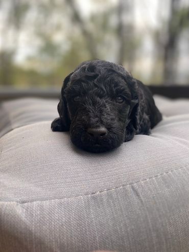 toy goldendoodle for sale toy goldendoodle puppies goldendoodle puppies for sale in va golden doodle