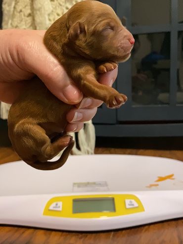 toy goldendoodle for sale toy golden doodle puppies goldendoodle puppies toy doodles sale Virginia