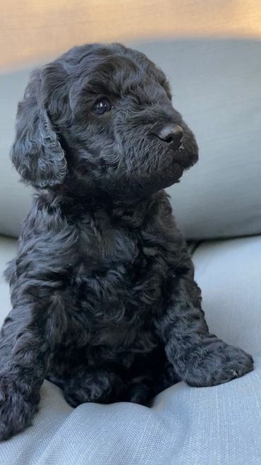 toy goldendoodle for sale toy goldendoodle puppies goldendoodle puppies for sale in va golden doodle