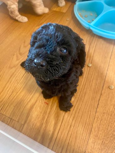 toy goldendoodle for sale toy goldendoodle puppies goldendoodle puppies for sale in va golden doodle