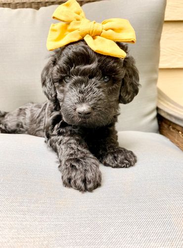 toy goldendoodle for sale toy goldendoodle puppies goldendoodle puppies for sale in va golden doodle