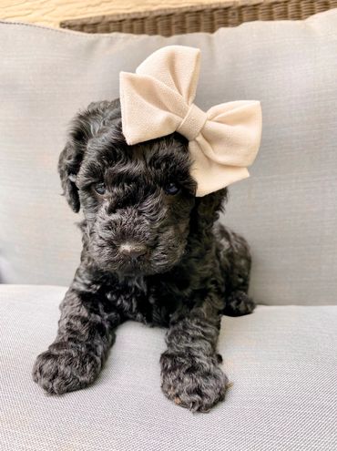 toy goldendoodle for sale toy goldendoodle puppies goldendoodle puppies for sale in va golden doodle