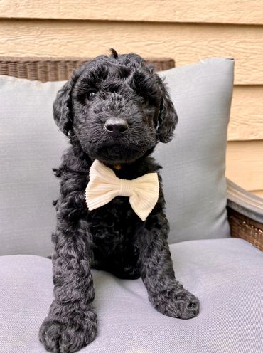 toy goldendoodle for sale toy goldendoodle puppies goldendoodle puppies for sale in va golden doodle
