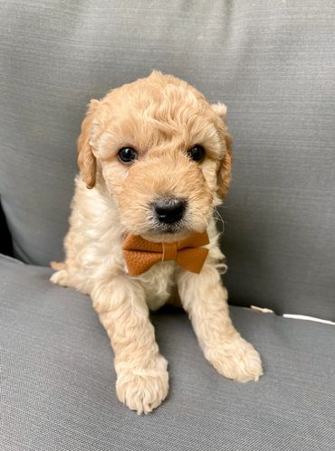 toy goldendoodle for sale toy goldendoodle puppies goldendoodle puppies for sale in va golden doodle