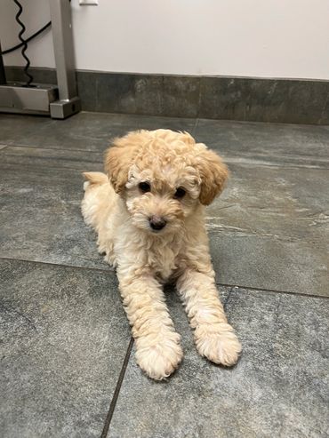 toy goldendoodle for sale toy golden doodle puppies goldendoodle puppies toy doodles sale Virginia