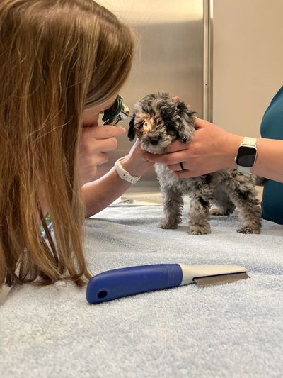 Toy poodle stud, stud services, genetically clear toy poodle stud, red toy poodle stud, purebred AKC