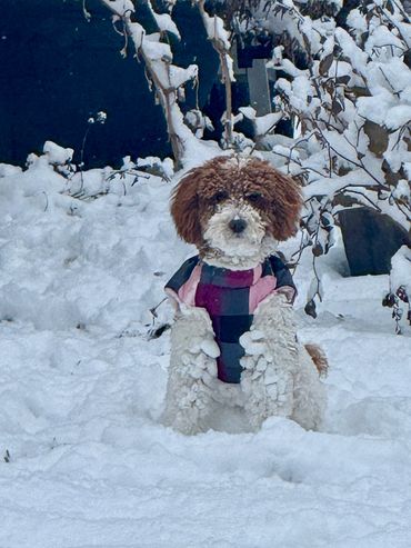 toy goldendoodle for sale toy golden doodle puppies goldendoodle puppies toy doodles sale Virginia