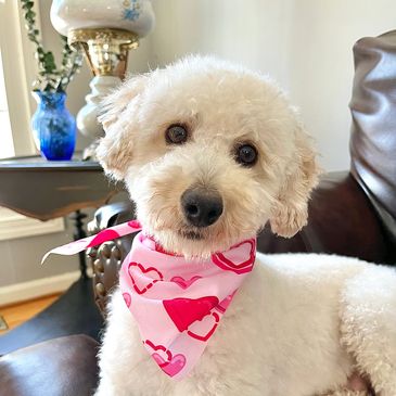 toy goldendoodle for sale toy goldendoodle puppies goldendoodle puppies for sale in va golden doodle