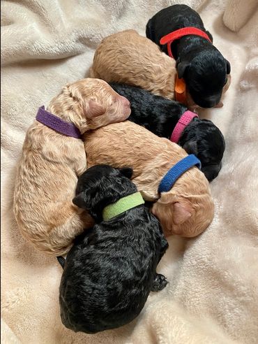 toy goldendoodle for sale toy goldendoodle puppies goldendoodle puppies for sale in va golden doodle