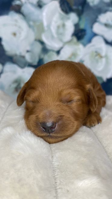 toy goldendoodle for sale toy golden doodle puppies goldendoodle puppies toy doodles sale Virginia