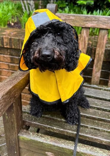 toy goldendoodle for sale toy golden doodle puppies goldendoodle puppies toy doodles sale Virginia