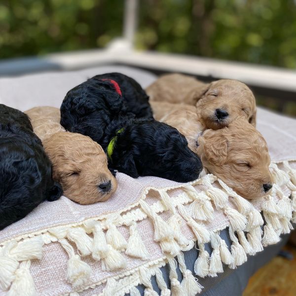 Toy Goldendoodles of Virginia, Goldendoodle Puppies for Sale