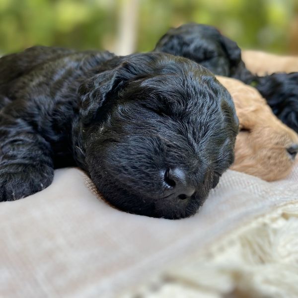 Toy Goldendoodles of Virginia, Goldendoodle Puppies for Sale