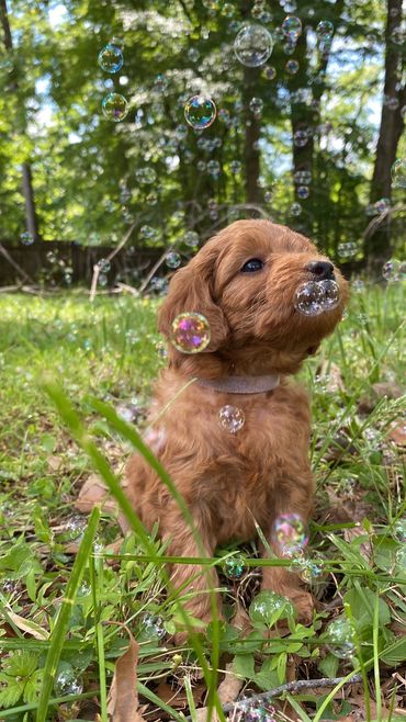 toy goldendoodle for sale toy golden doodle puppies goldendoodle puppies toy doodles sale Virginia