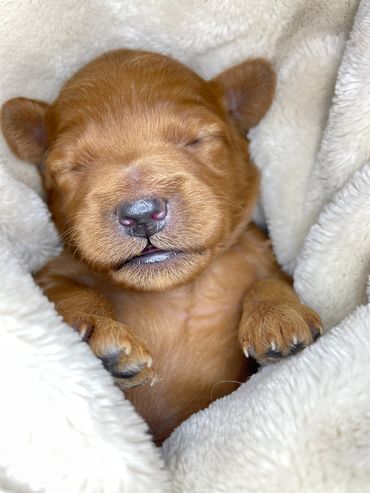 toy goldendoodle for sale toy golden doodle puppies goldendoodle puppies toy doodles sale Virginia