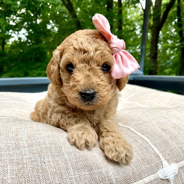 Toy Goldendoodles of Virginia, Goldendoodle Puppies for Sale