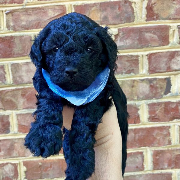 Toy Goldendoodles of Virginia, Goldendoodle Puppies for Sale