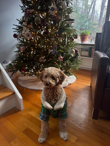 toy goldendoodle for sale toy golden doodle puppies goldendoodle puppies toy doodles sale Virginia