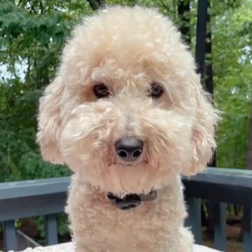 toy goldendoodle for sale toy goldendoodle puppies goldendoodle puppies for sale in va golden doodle