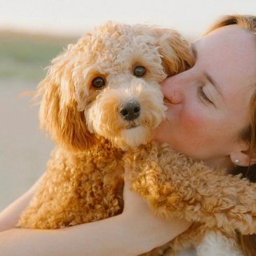 toy goldendoodle for sale toy goldendoodle puppies goldendoodle puppies for sale in va golden doodle