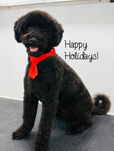 toy goldendoodle for sale toy golden doodle puppies goldendoodle puppies toy doodles sale Virginia