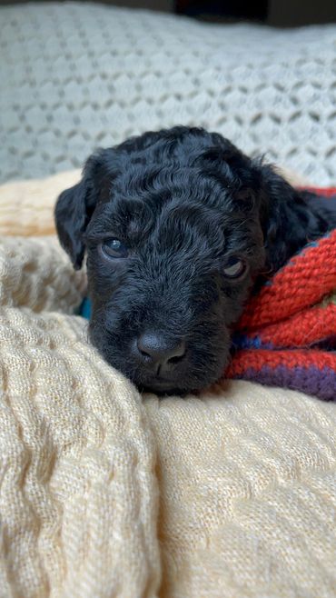 toy goldendoodle for sale toy golden doodle puppies goldendoodle puppies toy doodles sale Virginia