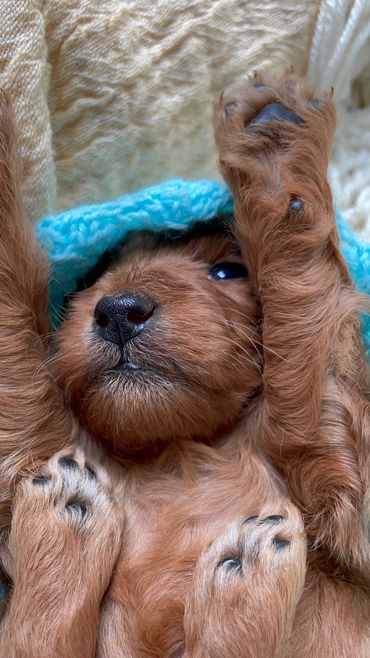 toy goldendoodle for sale toy golden doodle puppies goldendoodle puppies toy doodles sale Virginia