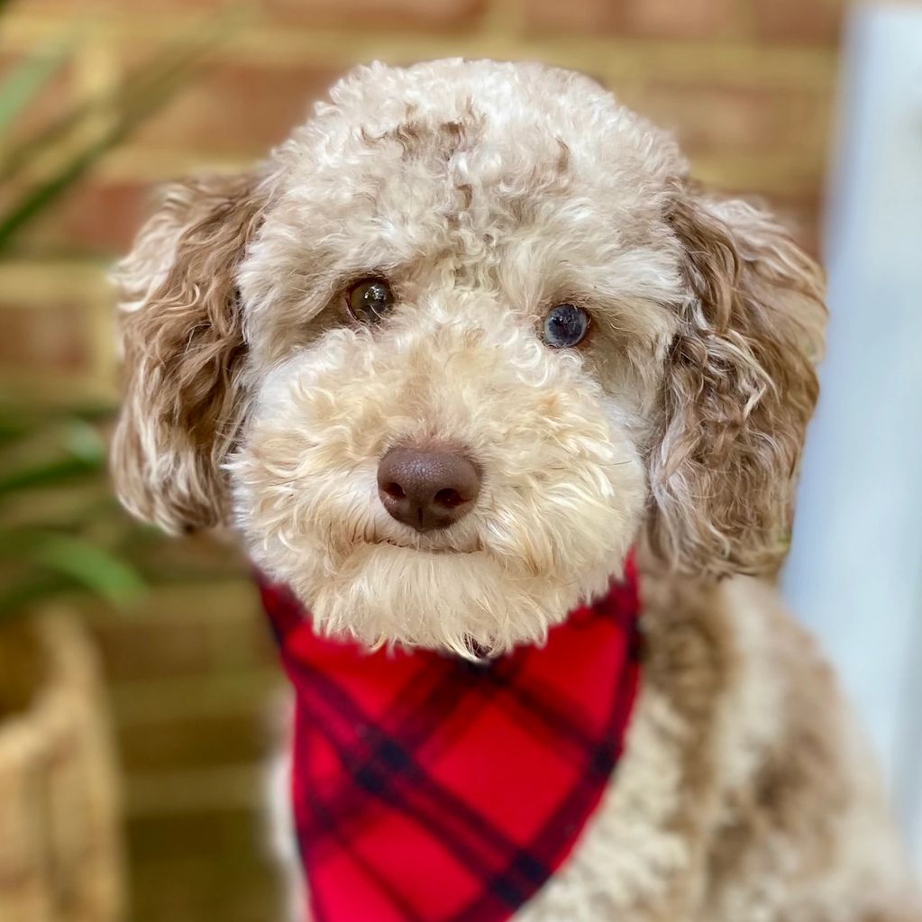 Toy poodle stud, stud services, genetically clear toy poodle stud, Merle poodle stud, purebred, AKC