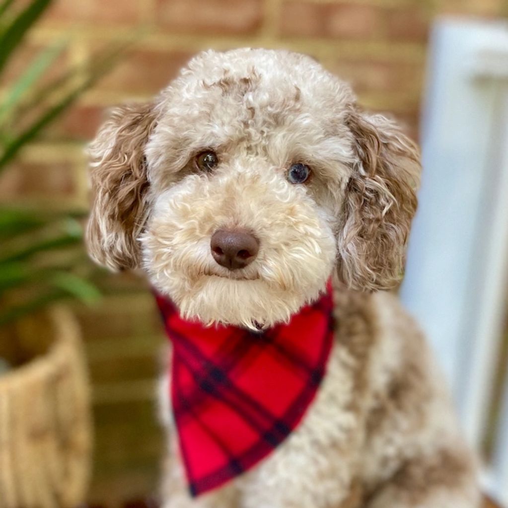 Toy poodle stud, stud services, genetically clear toy poodle stud, Merle poodle stud, purebred, AKC