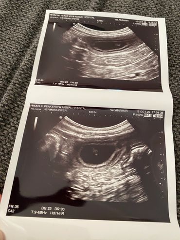 toy goldendoodle for sale toy golden doodle puppies goldendoodle puppies toy doodles sale Virginia