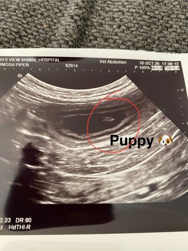 toy goldendoodle for sale toy golden doodle puppies goldendoodle puppies toy doodles sale Virginia