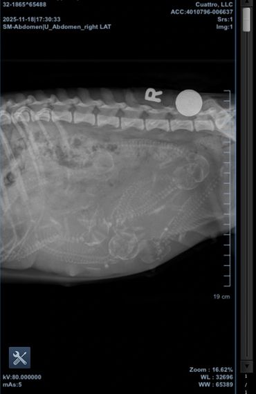 toy goldendoodle for sale toy golden doodle puppies goldendoodle puppies toy doodles sale Virginia