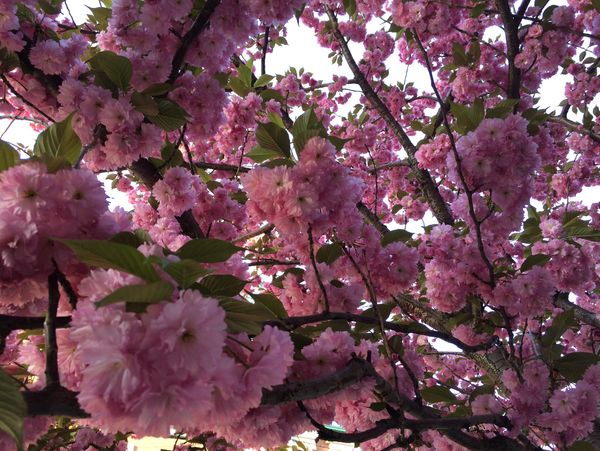 Close-up of vibrant pink cherry blossoms blooming on tree branches.