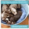 OtO Toy Australian Shepherds