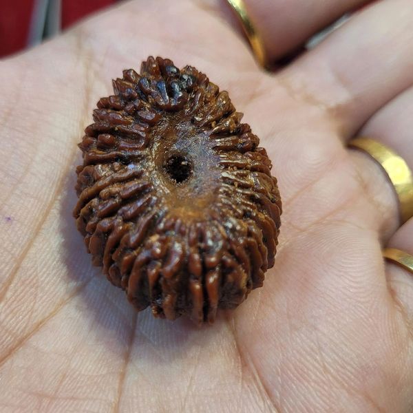 21 Mukhi Nepal Rudraksha