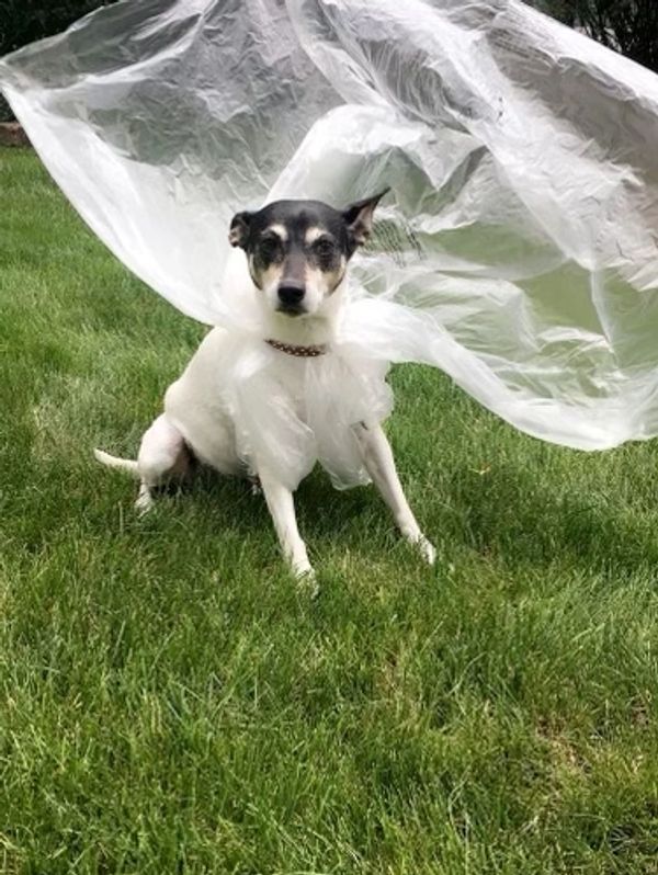 Dog outdoors wrapped in a flowing plastic sheet on green grass.