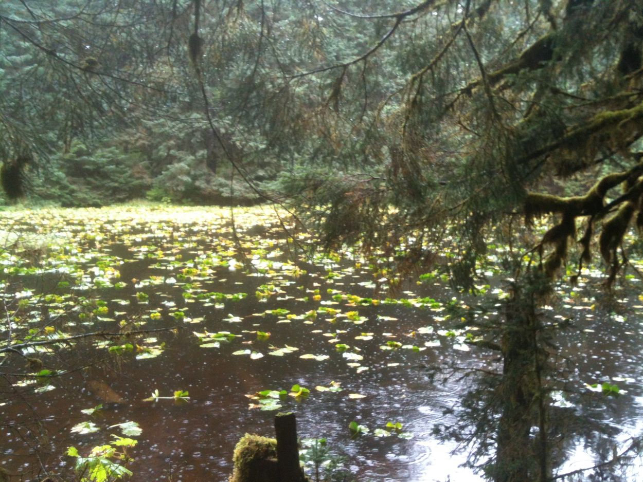 Lilly pads are plentiful on this pond in Fort Abercromie State Park