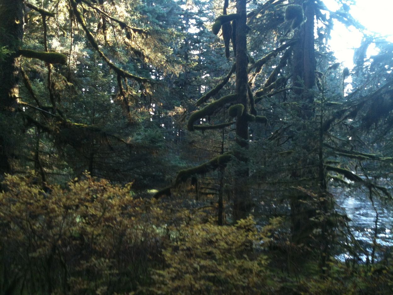 Fort Abercrombie State Park has miles of beautiful walking trails.  Through a beautiful Rainforest.