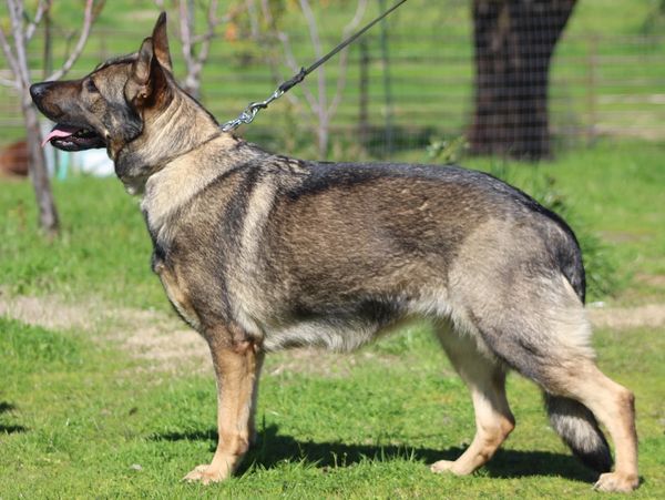 A German Shepherd dog standing on grass with a leash outdoors.