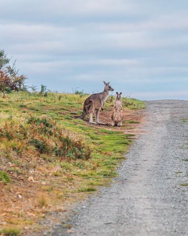 Mum and baby kangaroo enjoying a quiet afternoon.