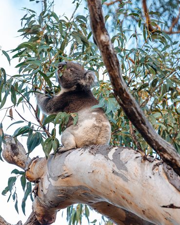 Koala eating eucalyptus leaves in a gum tree.